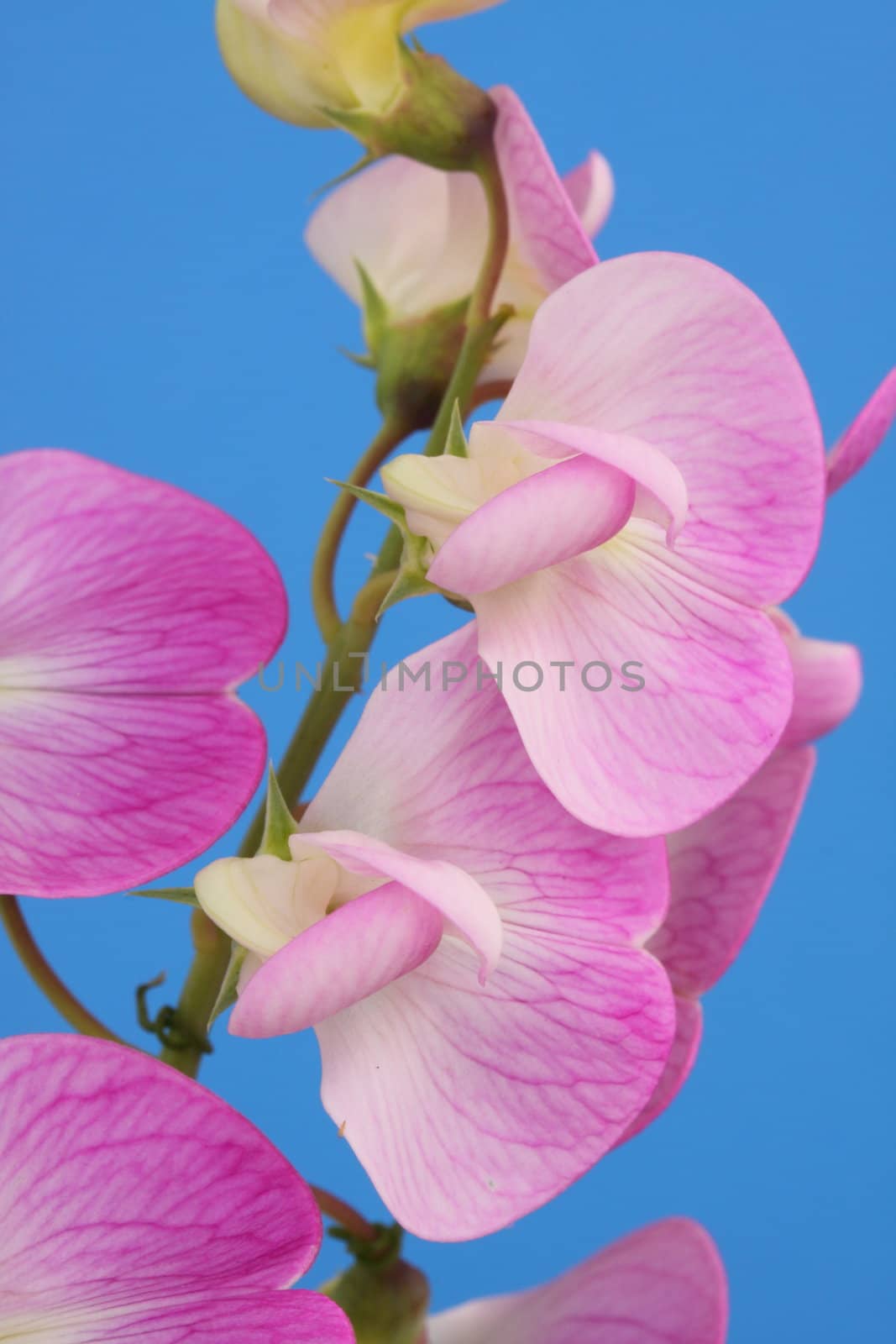 everlasting sweet pea by mitzy