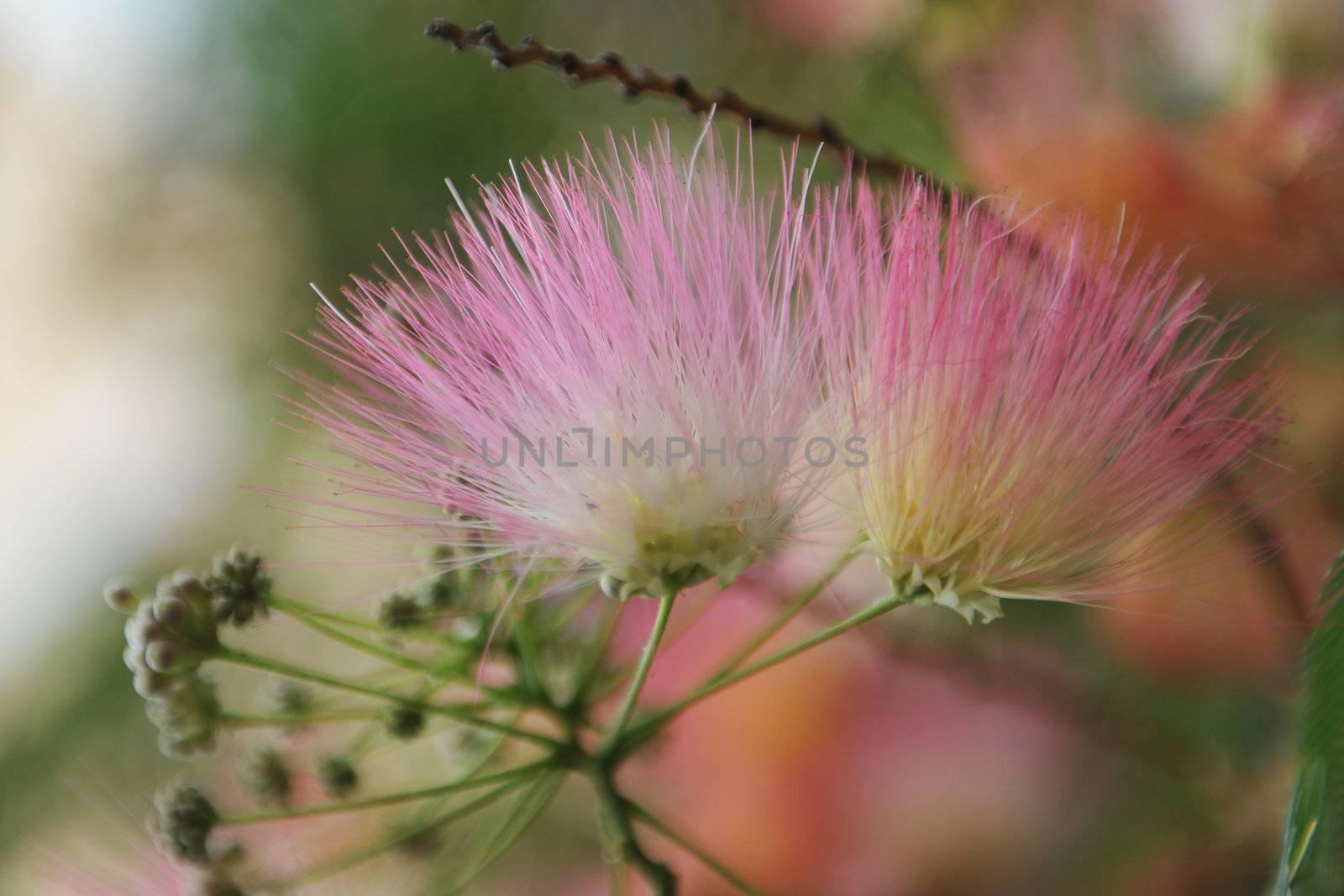 Persian silk tree (Albizia julibrissin) foliage and flowers