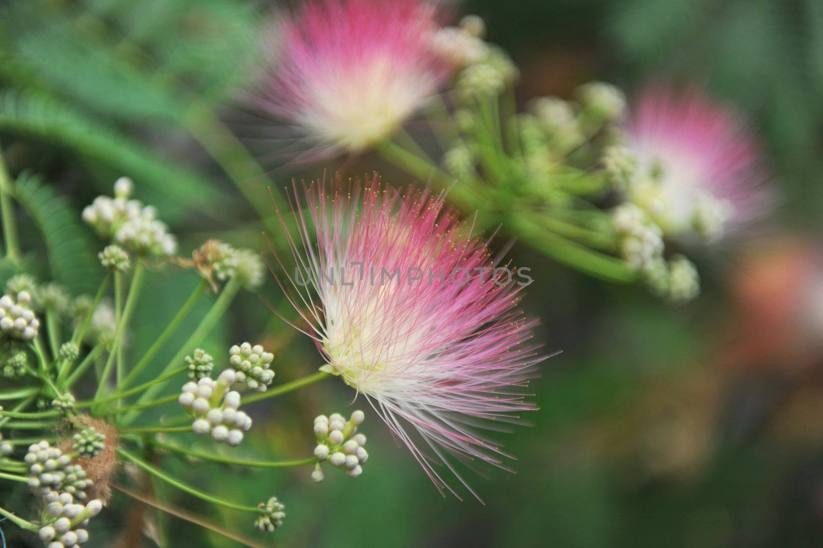 Persian silk tree (Albizia julibrissin) foliage and flowers