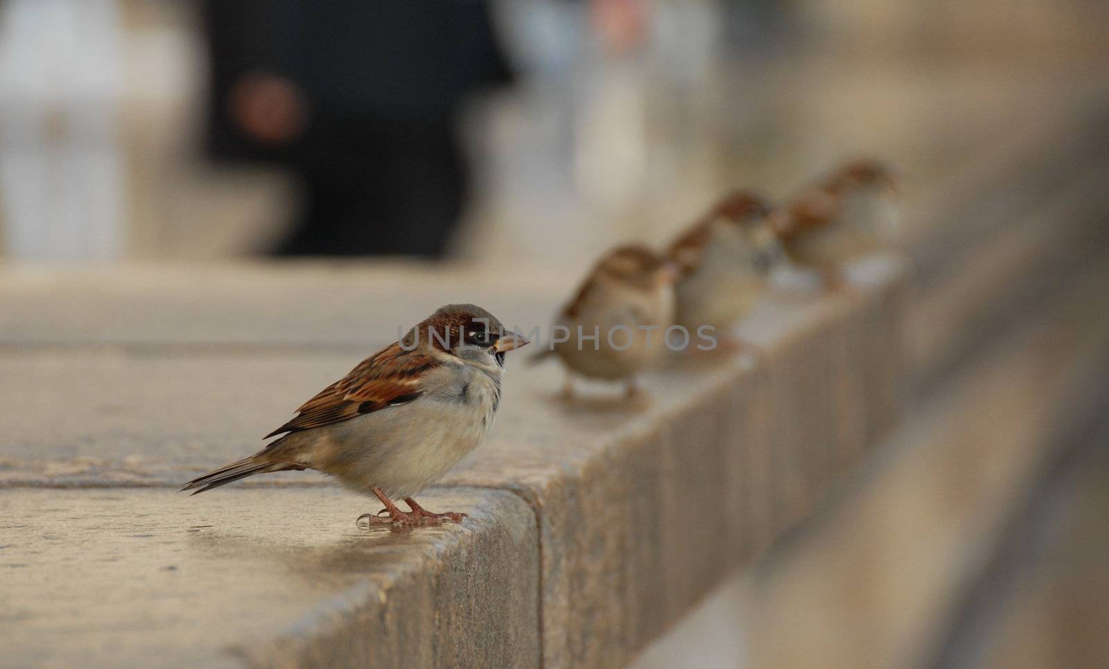 a  male sparrow (passer domesticus domesticu) in Paris. Behind him, three females sparrow, and a man who walking