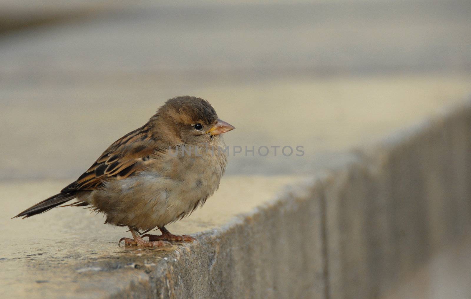 little sparrow (passer domesticus domesticus) in Paris. 