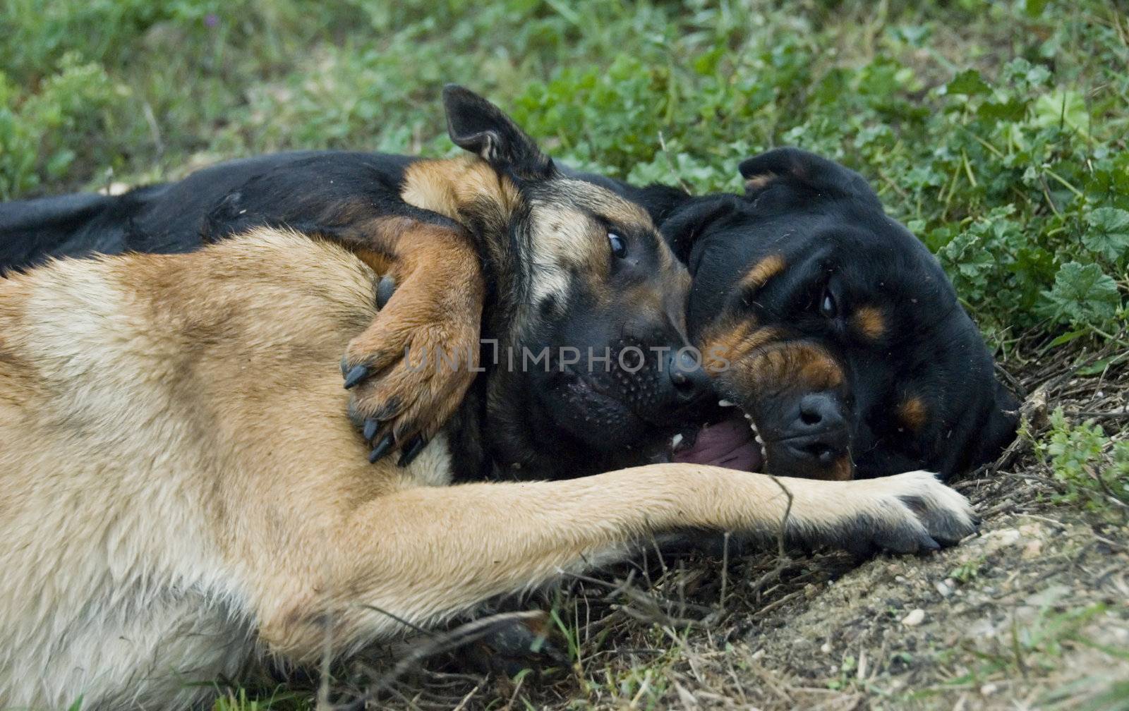 two dogs playing in the grass: rottweiler and belgian shepherd malinois