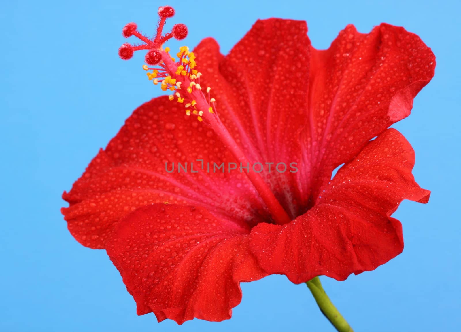 hibiscus by mitzy