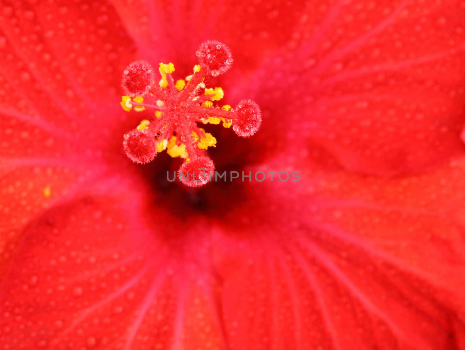 red hibiscus by mitzy