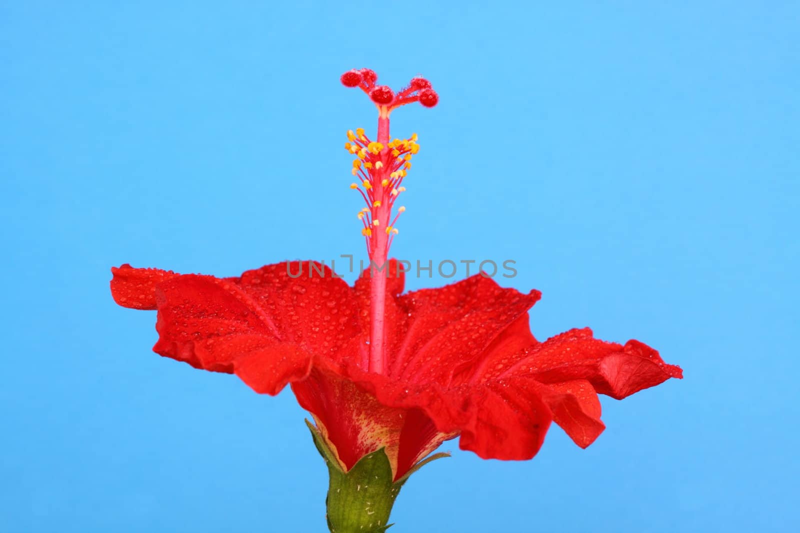 red hibiscus by mitzy