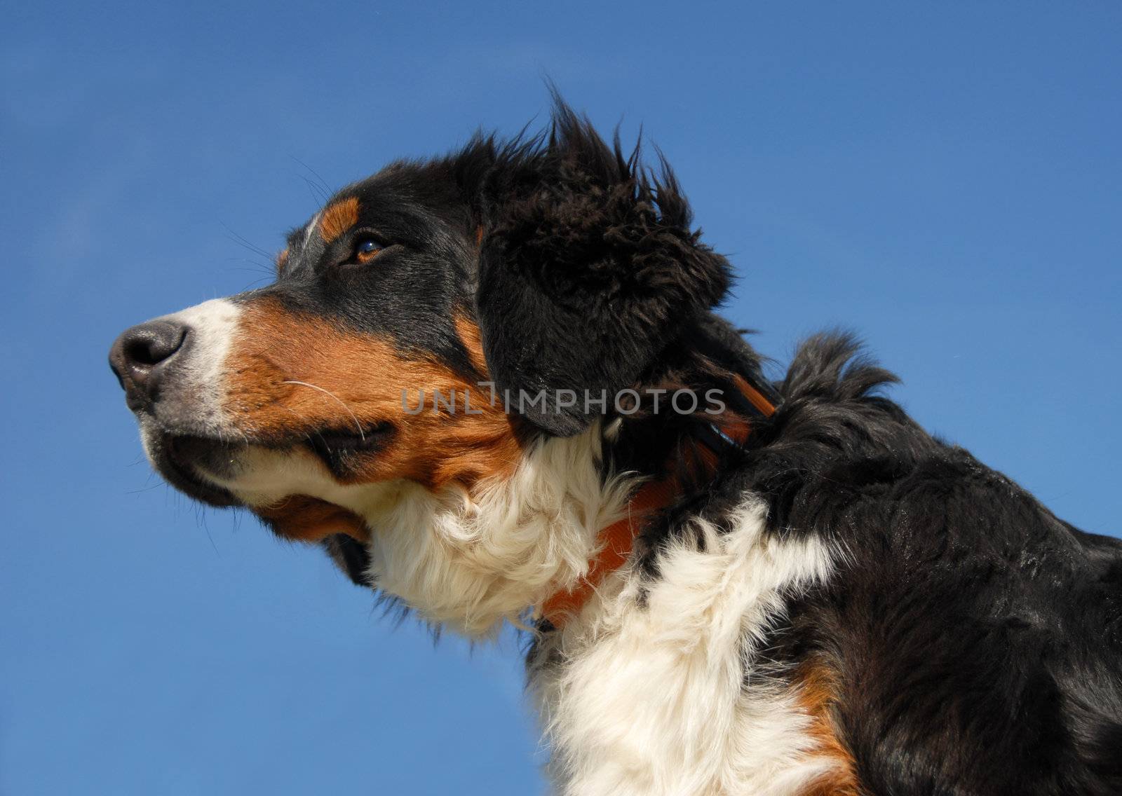 young bernese dog by cynoclub