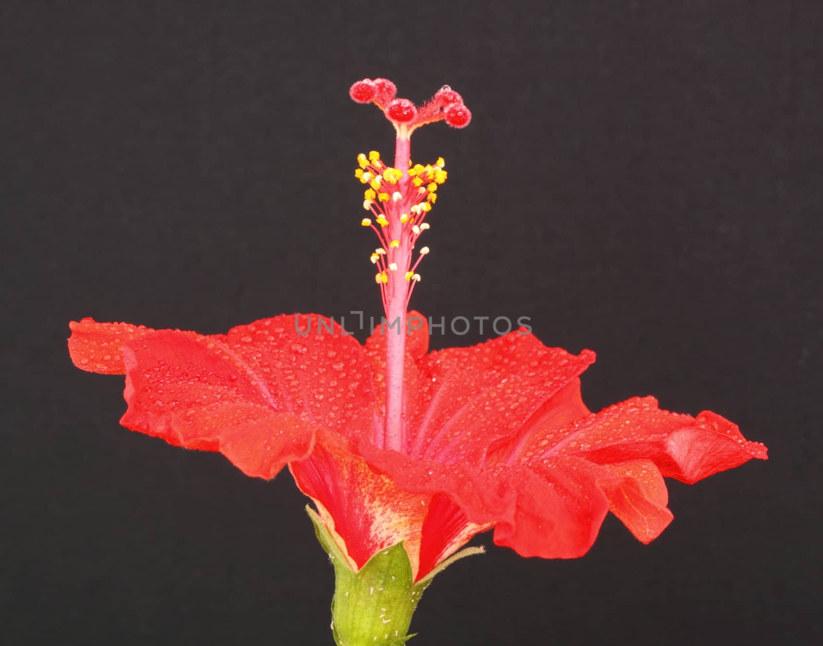 red hibiscus