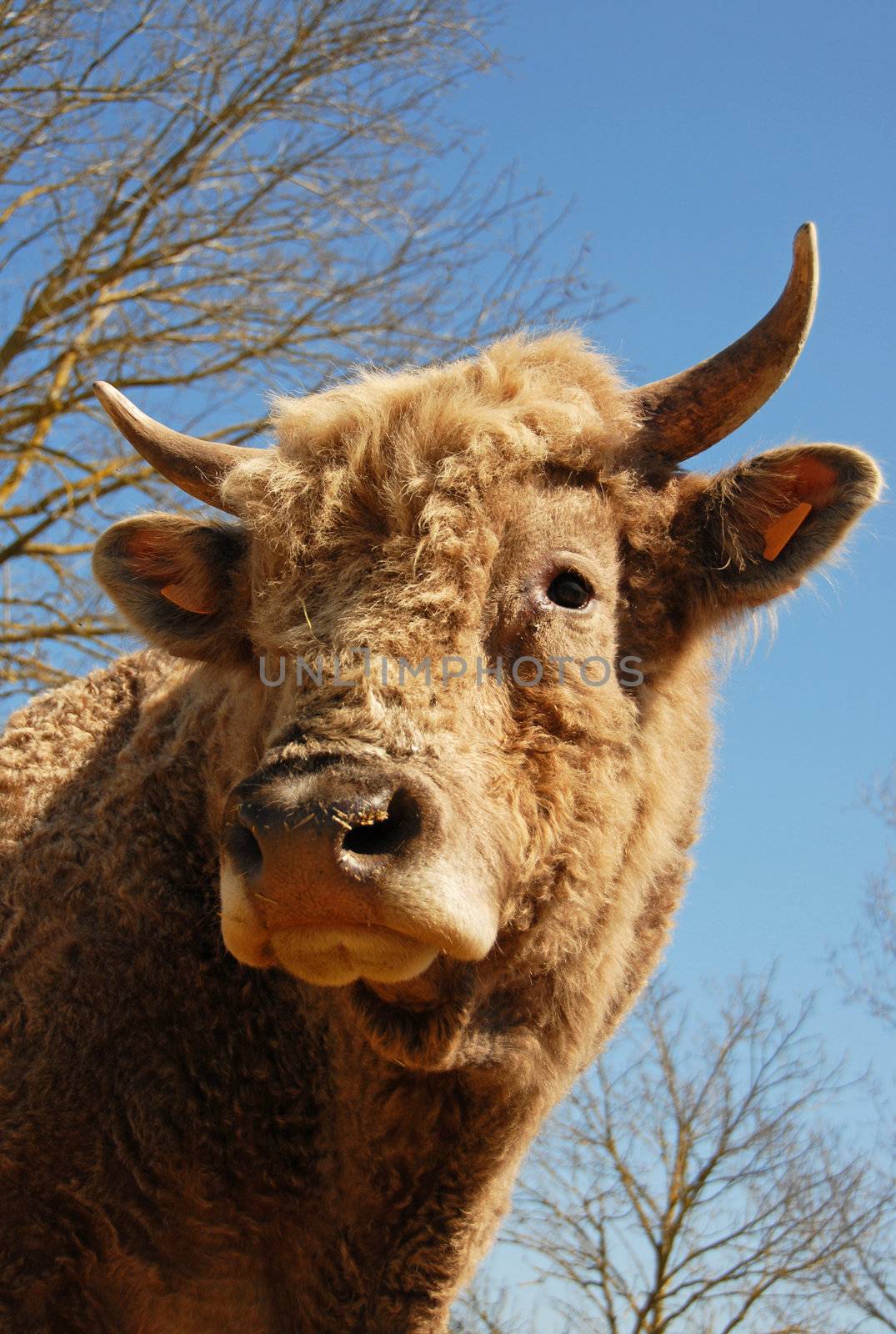 portrait of a brown bull on a winter blue sky