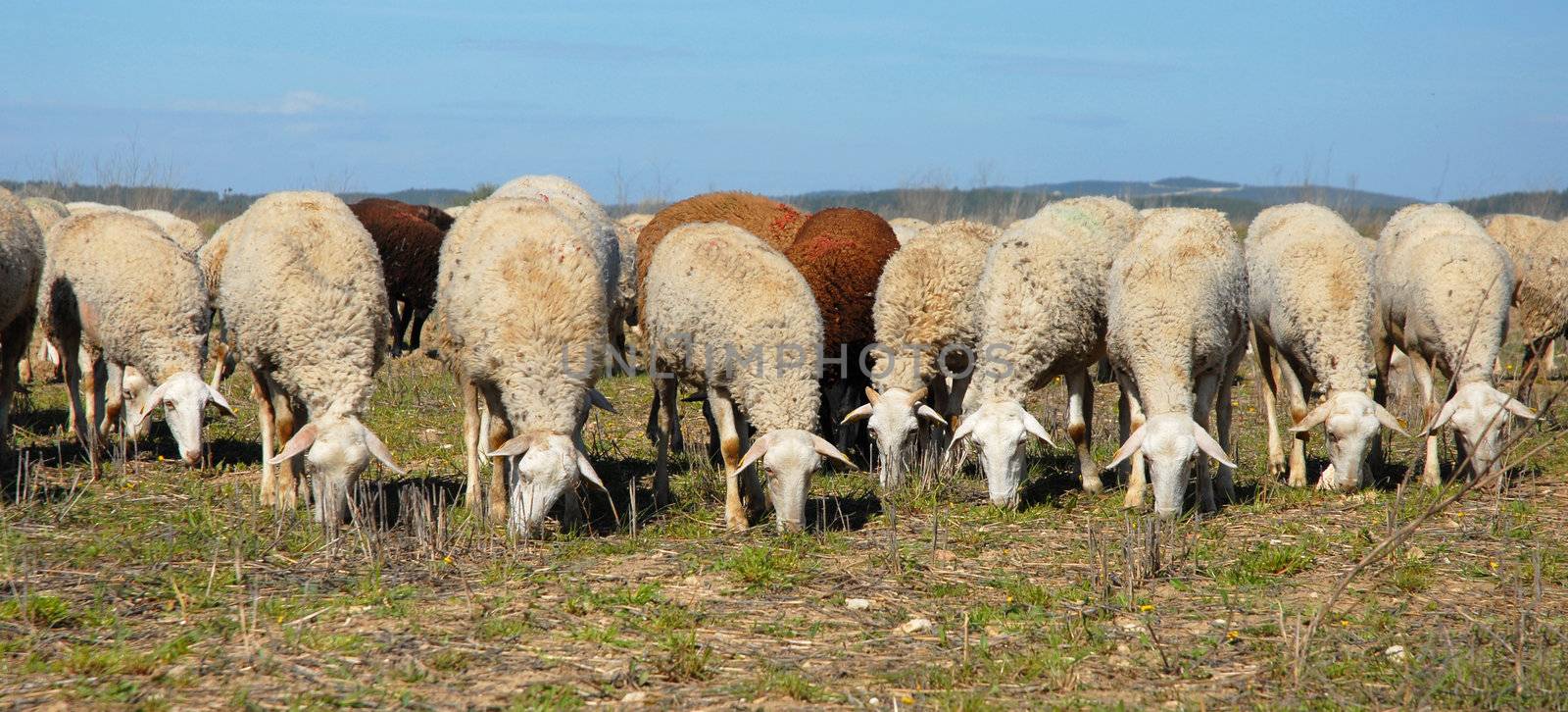 a herd of sheeps grazing in a field