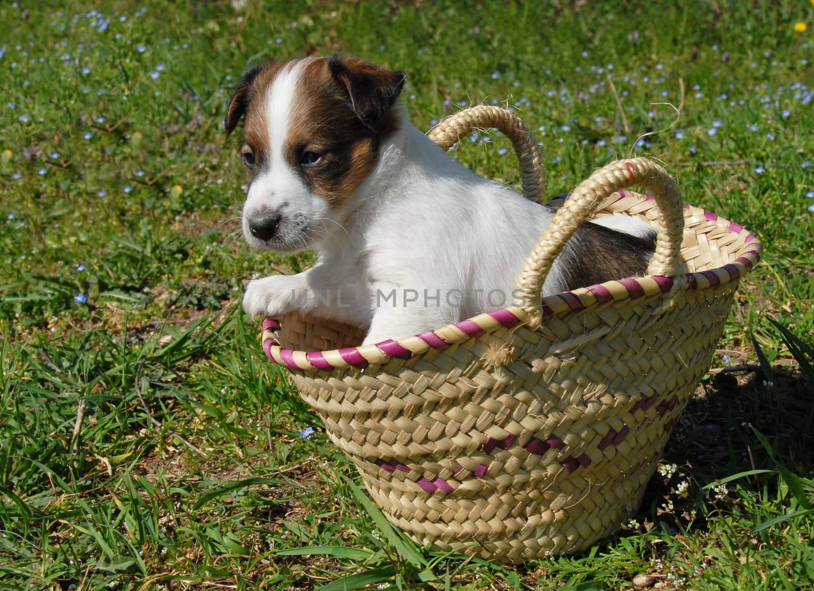 puppy purebred jack russel terrier in a basket