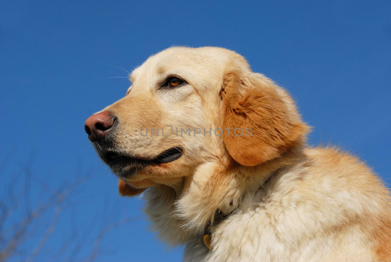 portrait of a purebred female hovawart dog in a blue sky