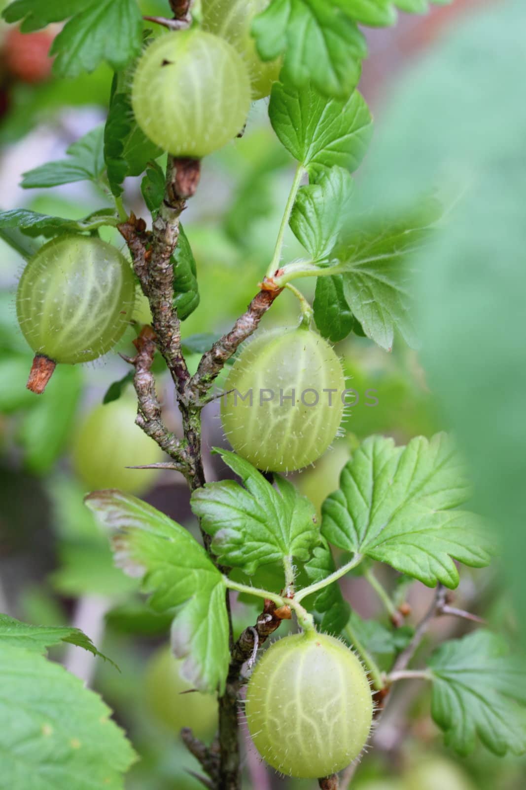 gooseberry