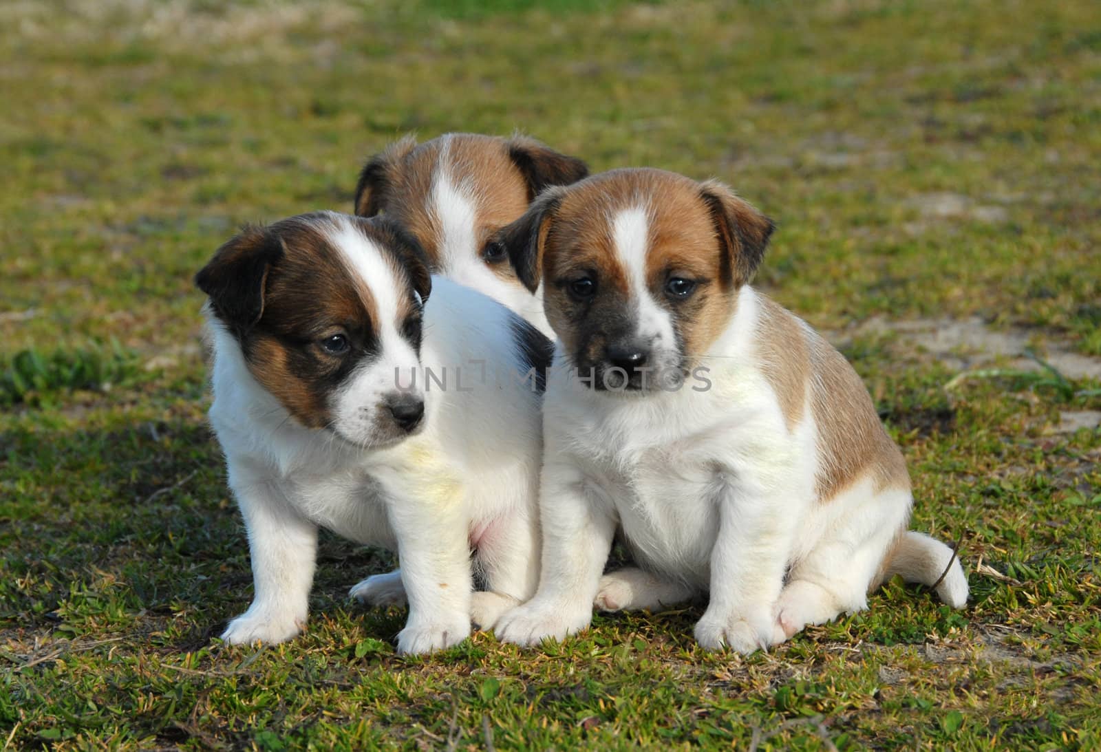 three puppies purebred jack russel terrier in a garden