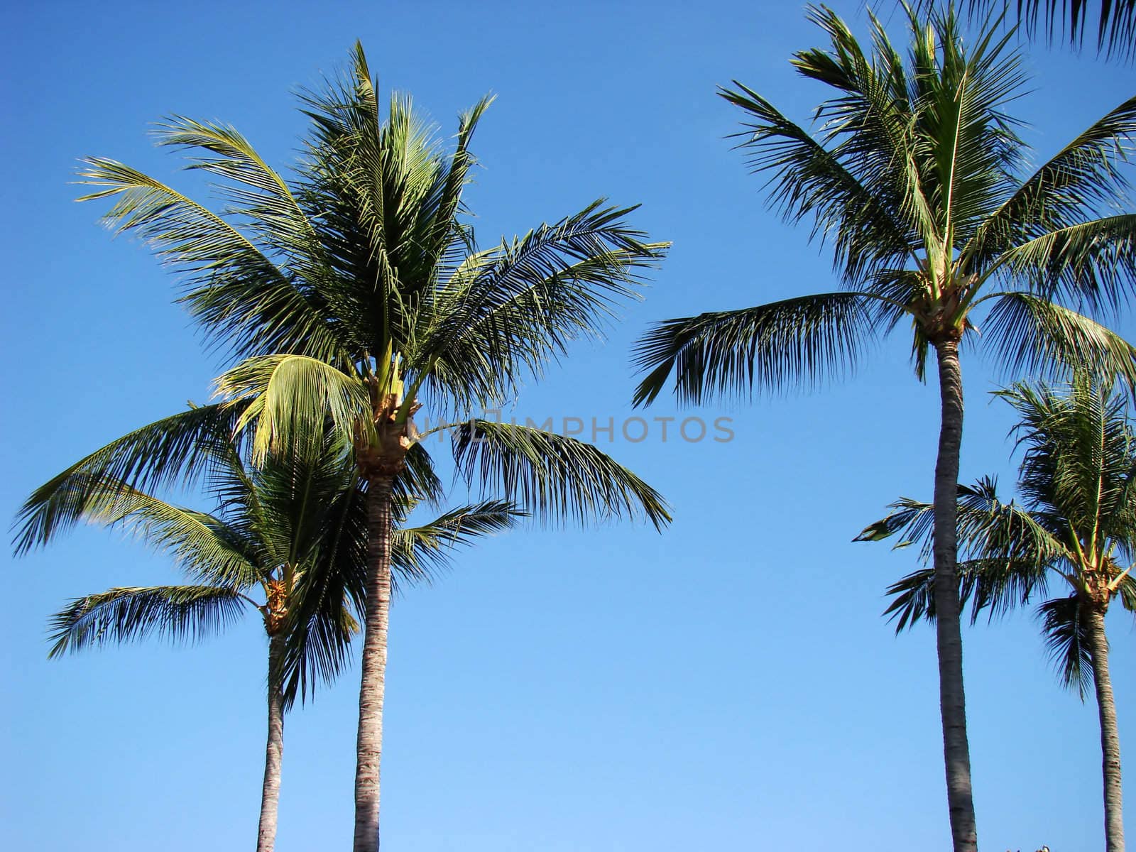 Resort. Palm trees on the Pacific coast of Mexico.