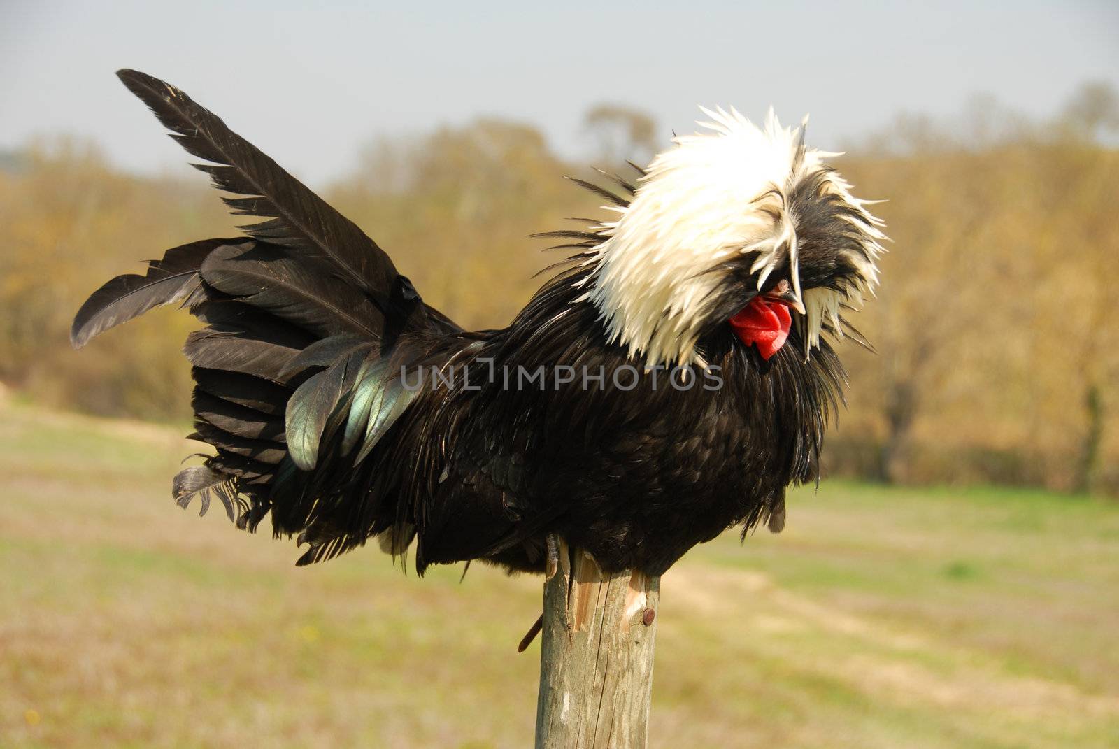 Polish crested chicken on a stick in a field