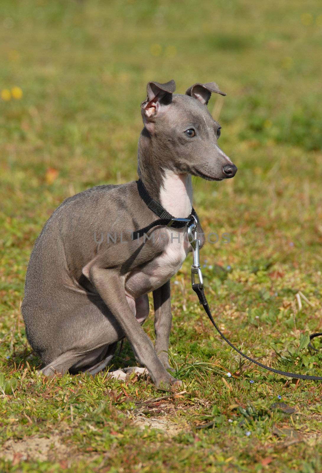 puppy purebred italian greyhound by cynoclub
