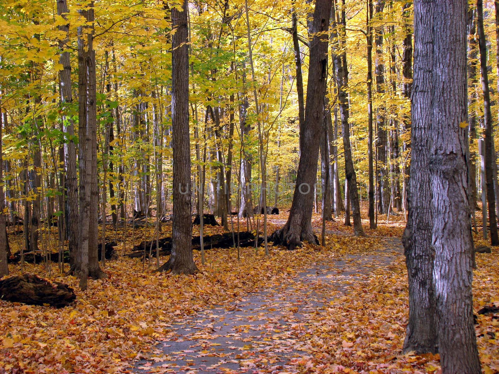 Trail in the forest. Beautiful fall season in Canada.   