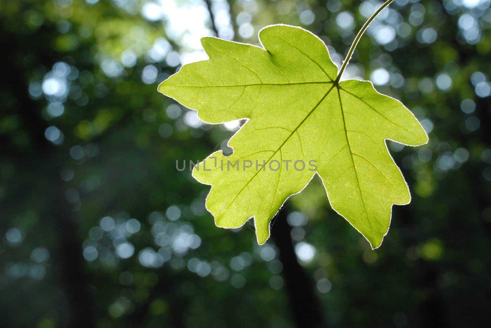 illuminated green leaf in the dark forest