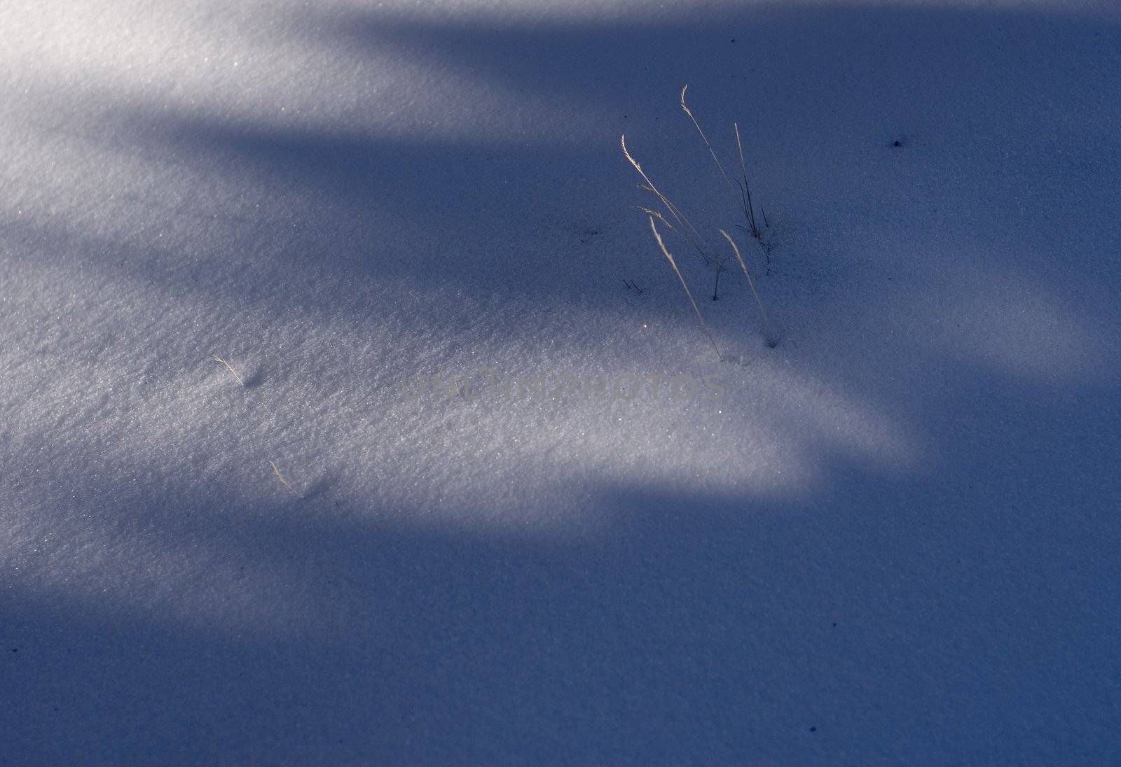 Snow shadow leaves by elwynn