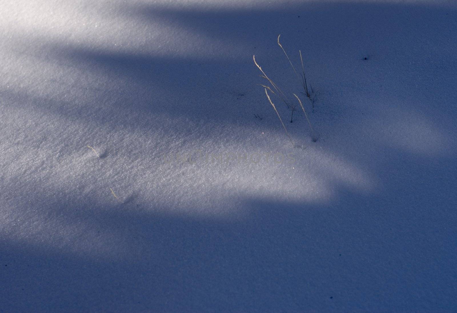 A small, cute and lovely plant out of the snow cold land. Take this picture in Taiwan National Land.