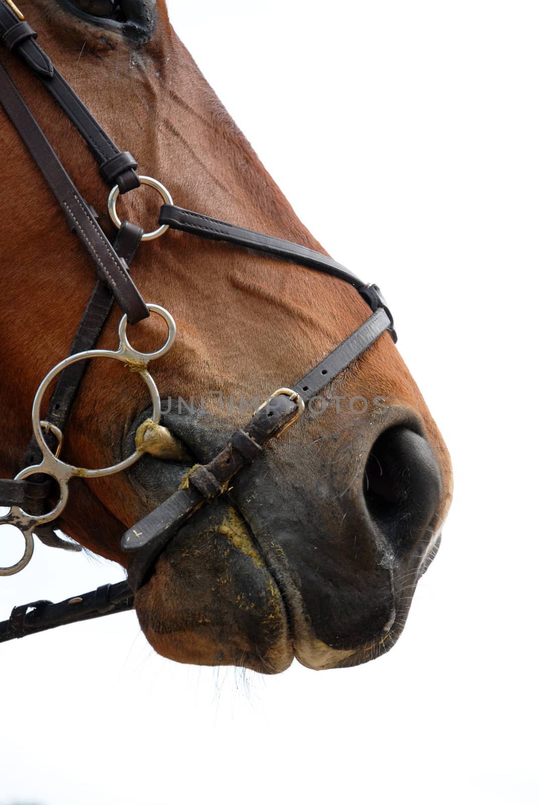 a close up of horse mouth on a white background
