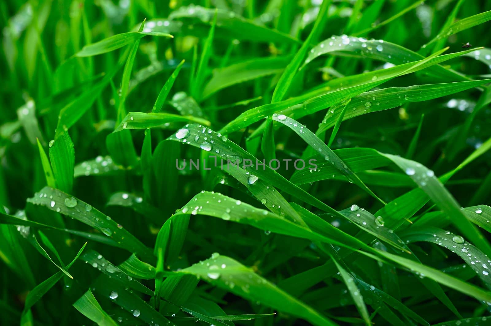 Green grass after a rain and the middle of summer