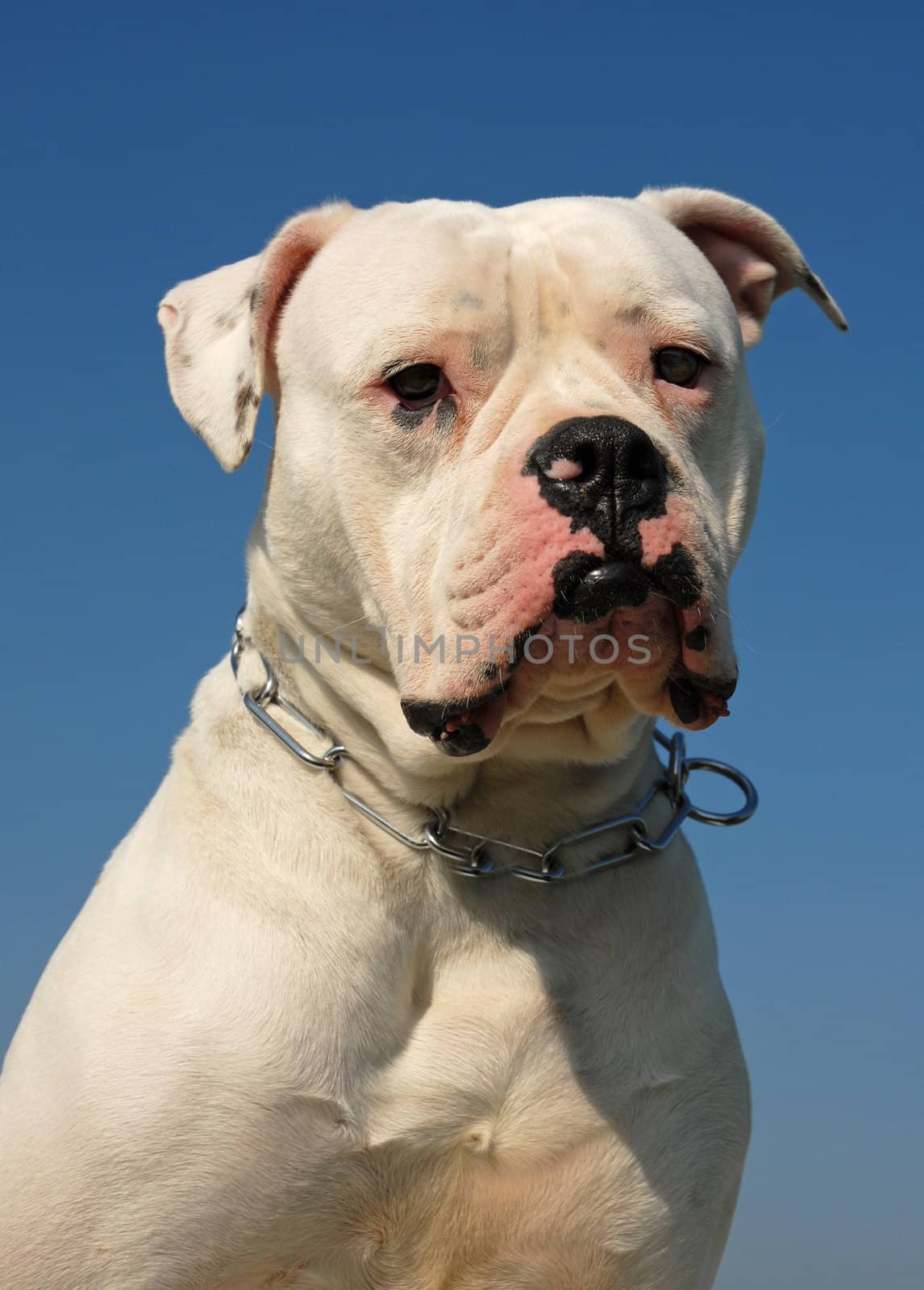 portrait of a white purebred American bulldog on a blue sky