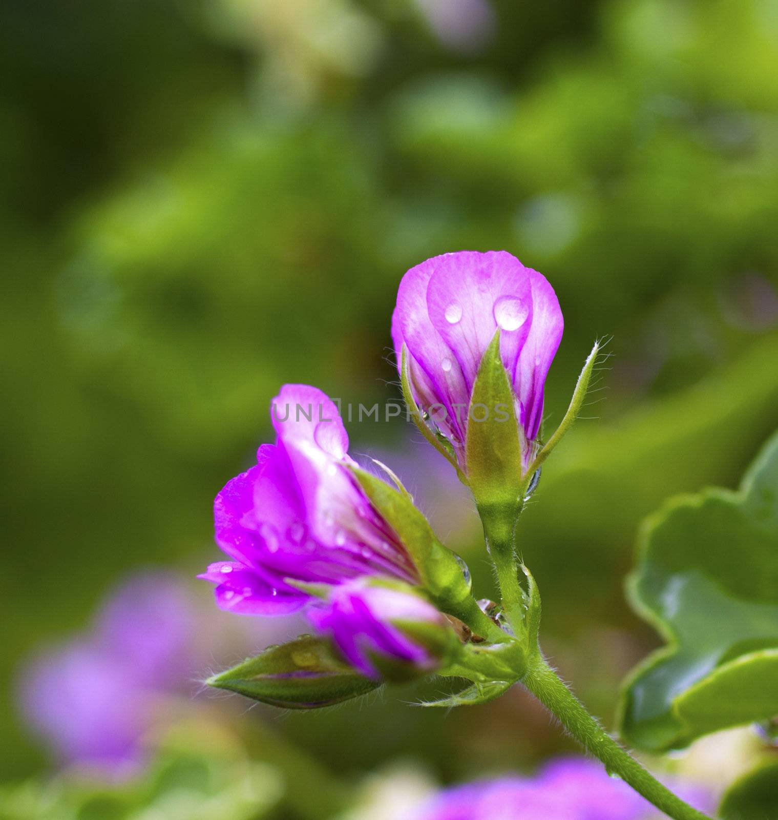 Closeup of pink geranium with drops of water after the rain