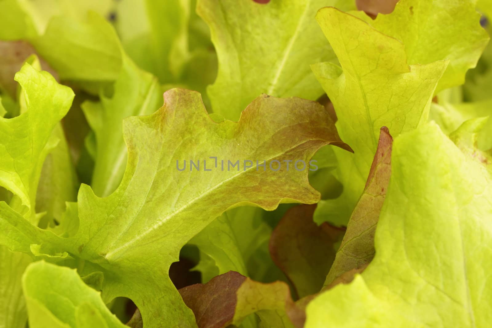 lettuce by mitzy