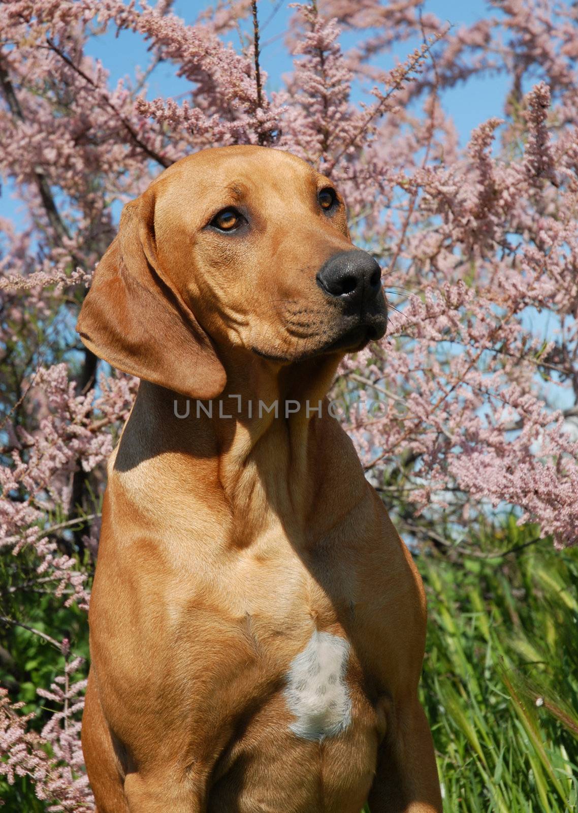 portrait of a puppy purebred Rhodesian Ridgeback with tamaris flowers behind him