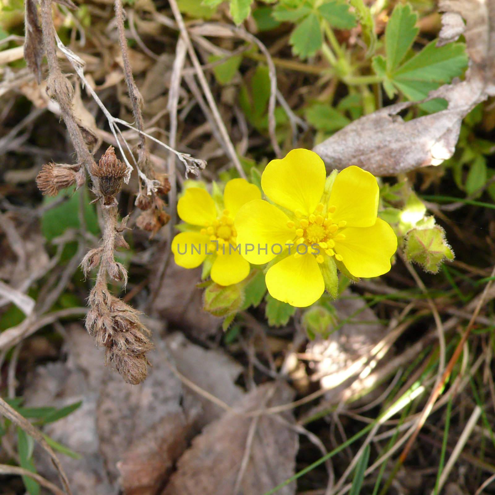 Two small yellow flower in the grass