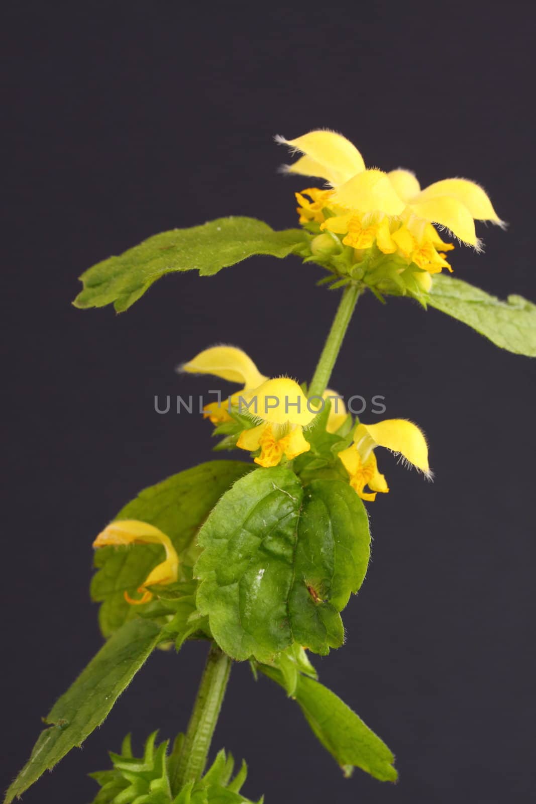 yellow deadnettle