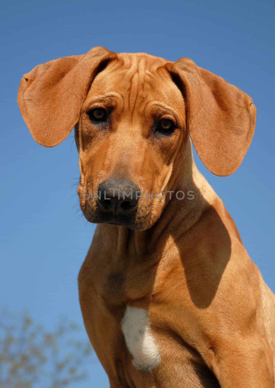 puppy Rhodesian ridgeback by cynoclub