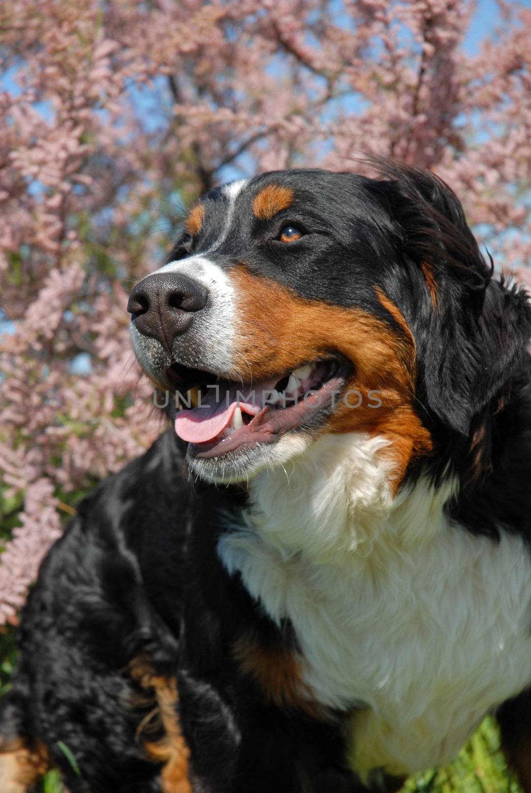 young purebred bernese mountain dog happy in front of tamaris flowers