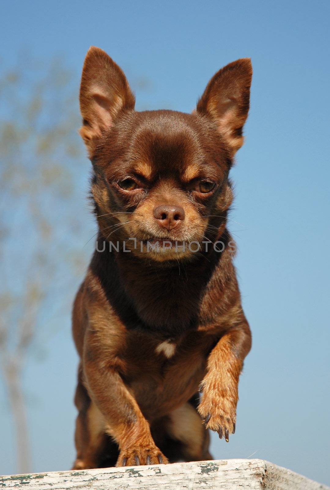 portrait of a chocolate purebred mexican dog: chihuahua