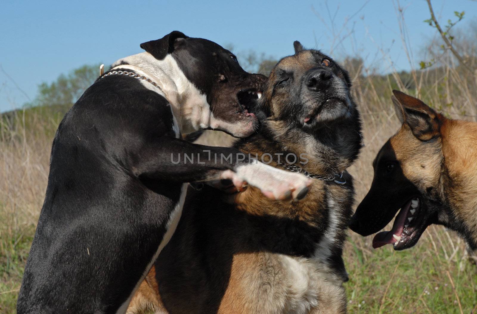 biting pit bull by cynoclub