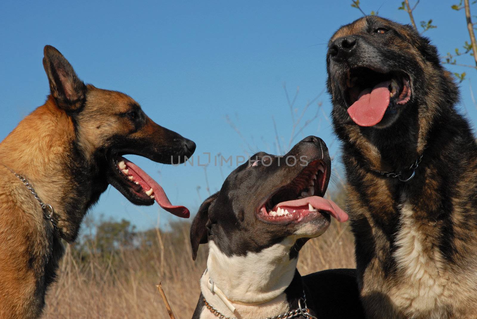 three dogs by cynoclub