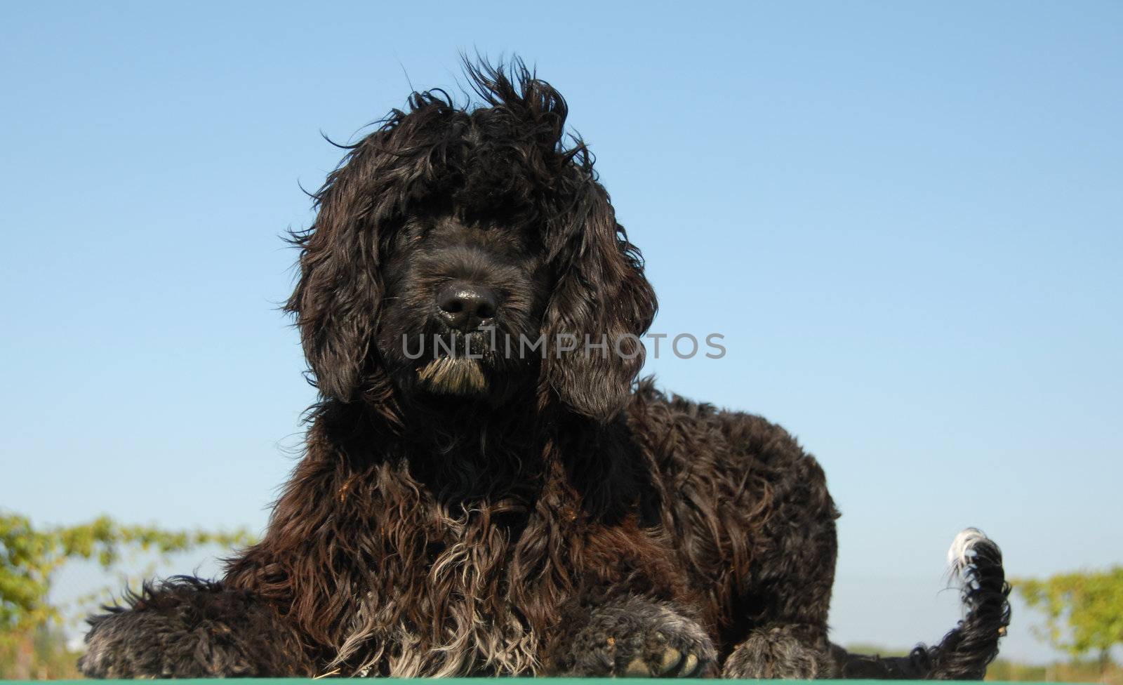 puppy portuguese water dog laying down on a green table