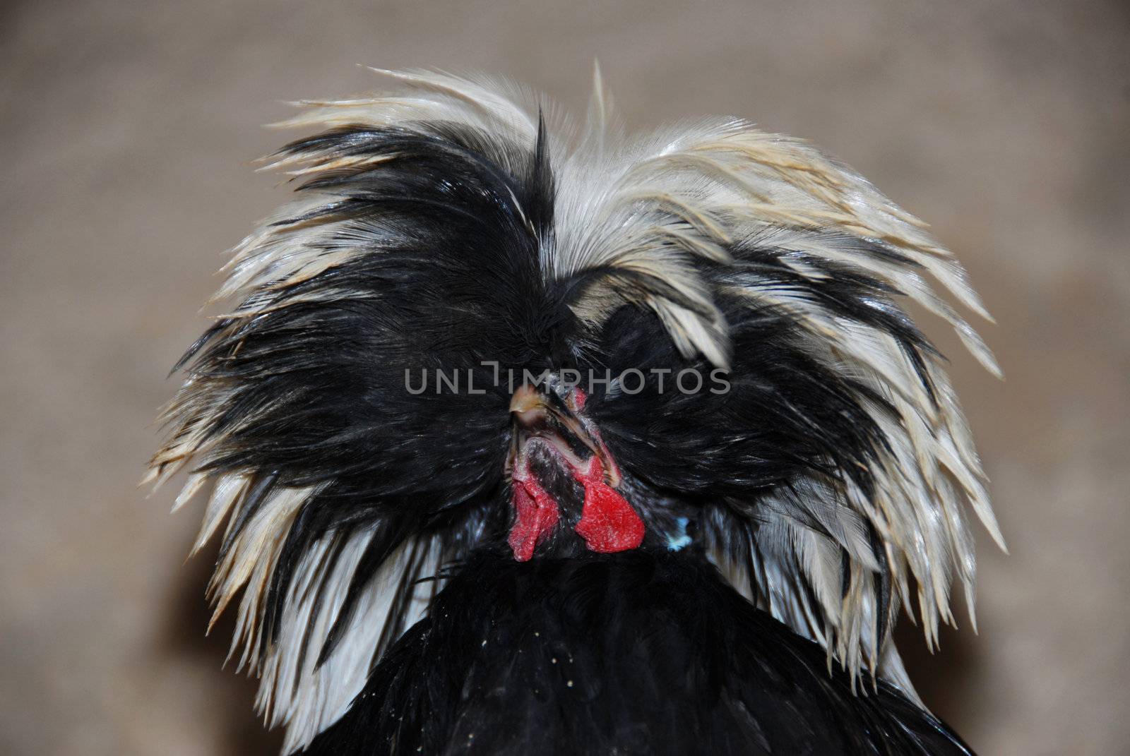 cute miniature rooster of purebred "hollandaise chicken" : 