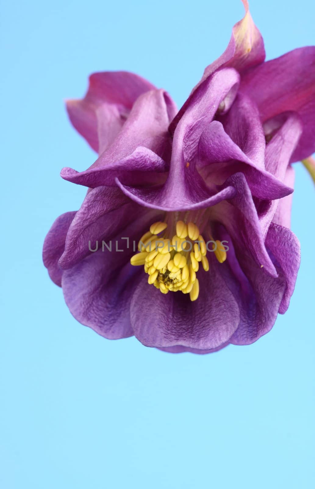 aquilegia