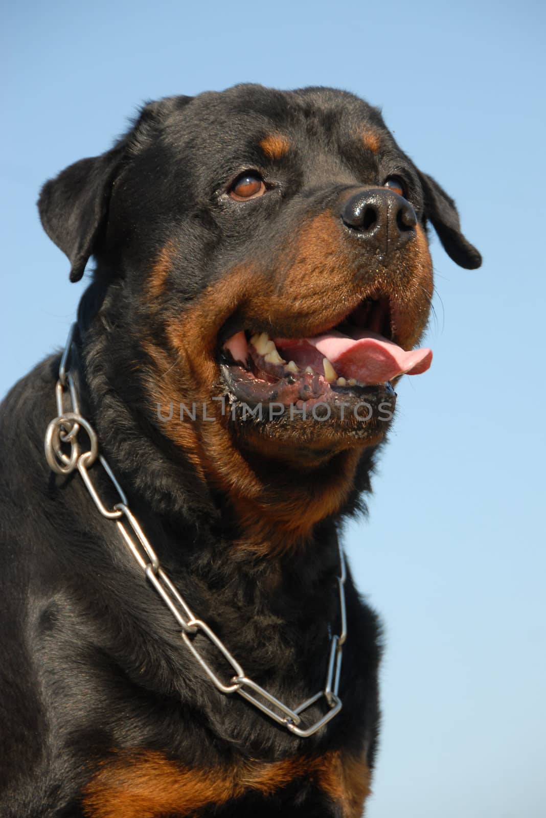 portrait of a purebred rottweiler in a blue sky