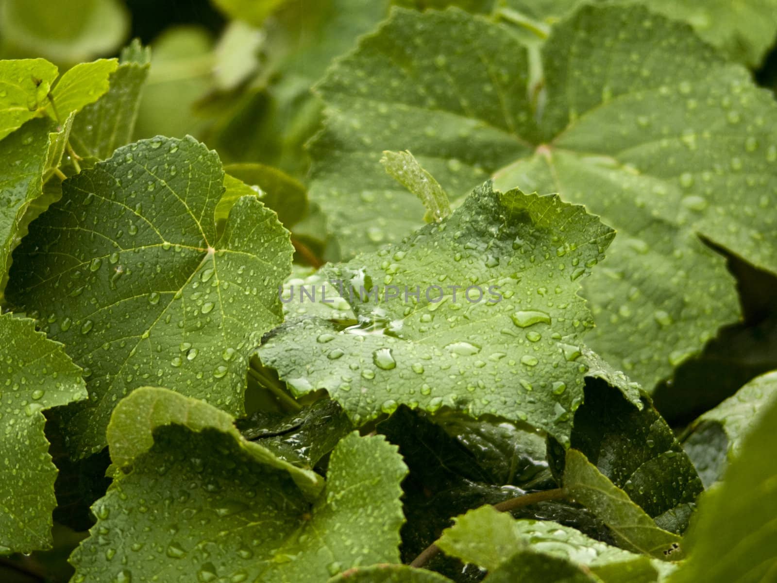 Drop water on green leaves