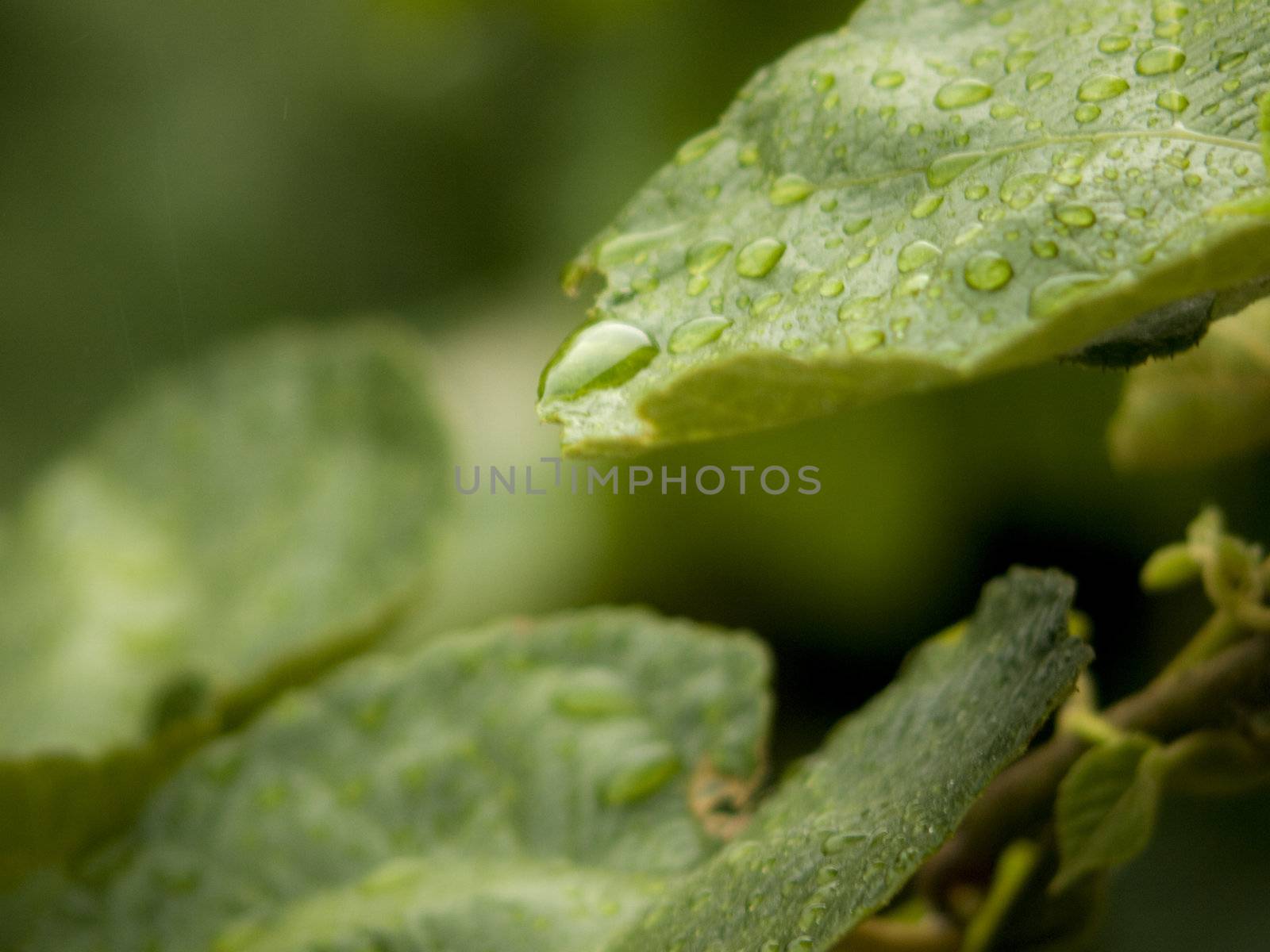 Drop water on green leaf