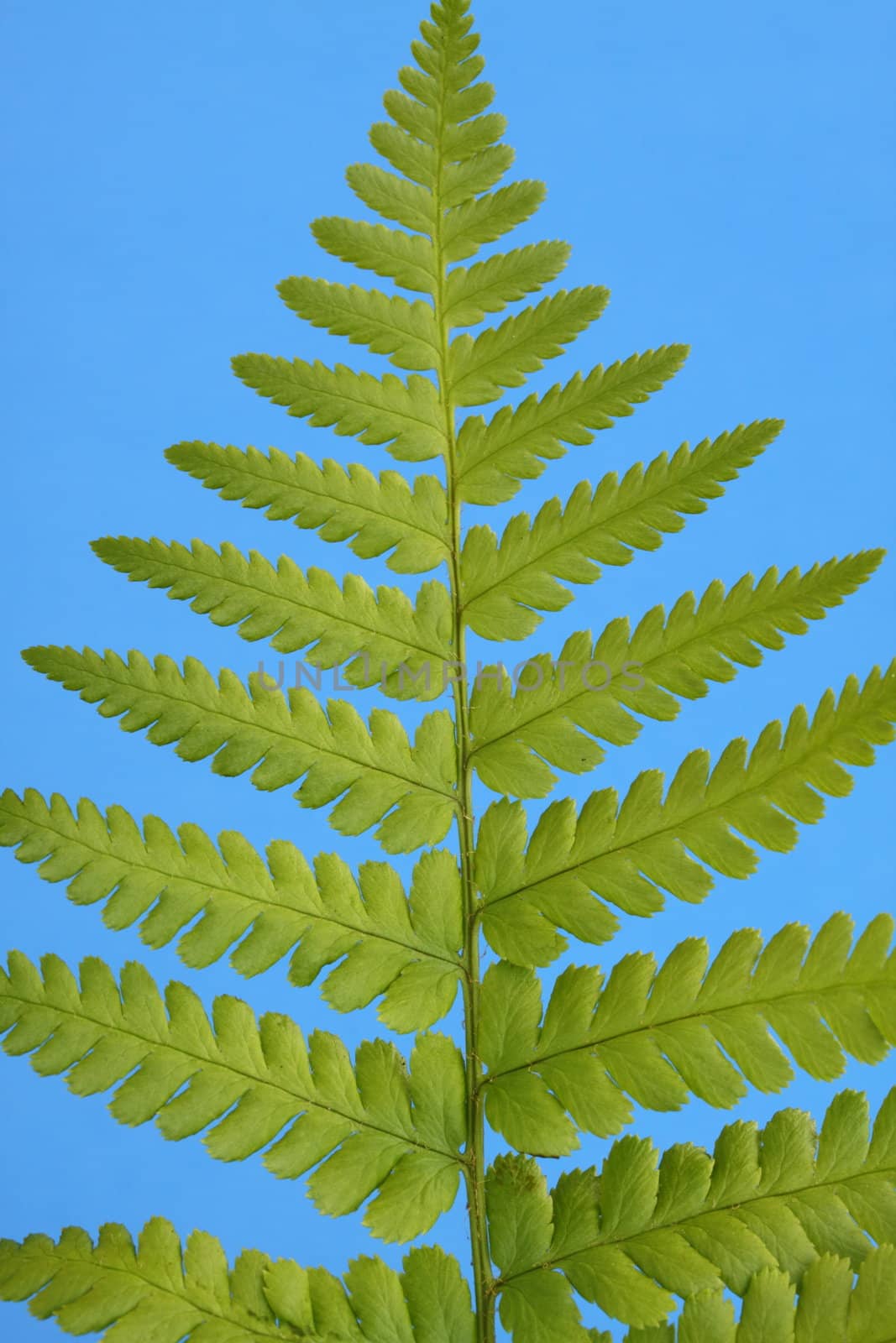 fern