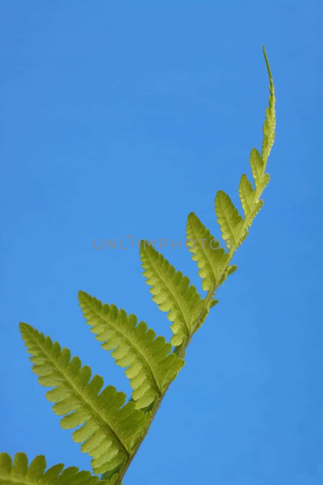 fern