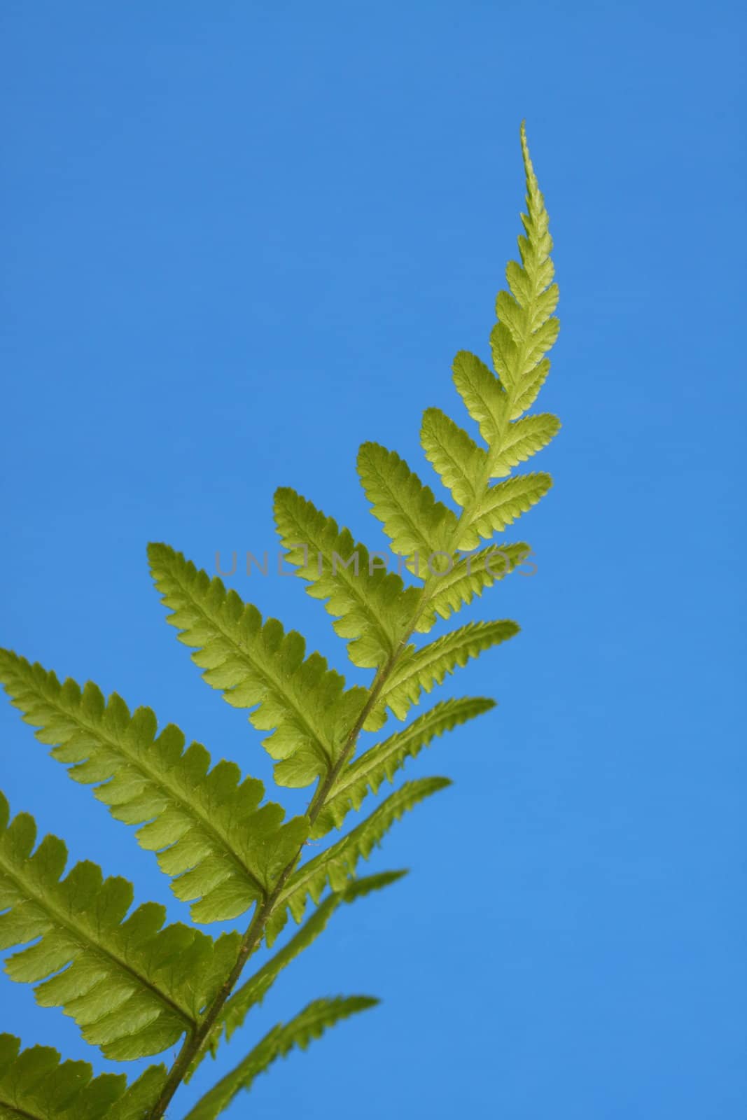 fern