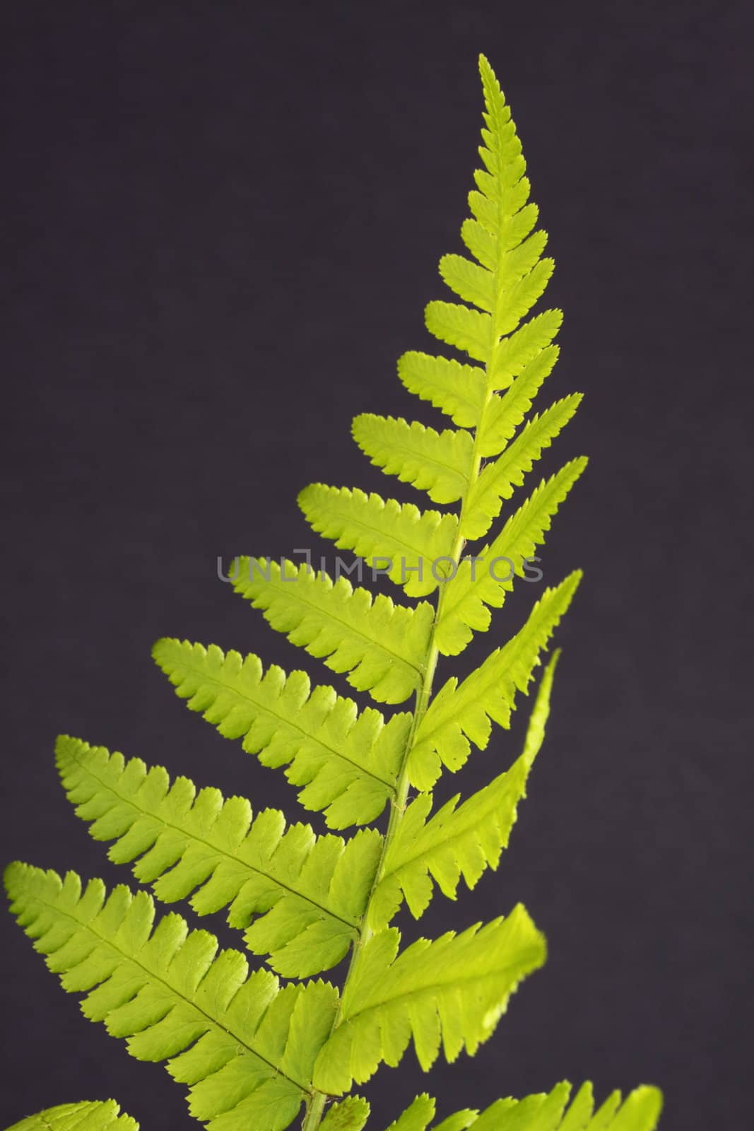 fern