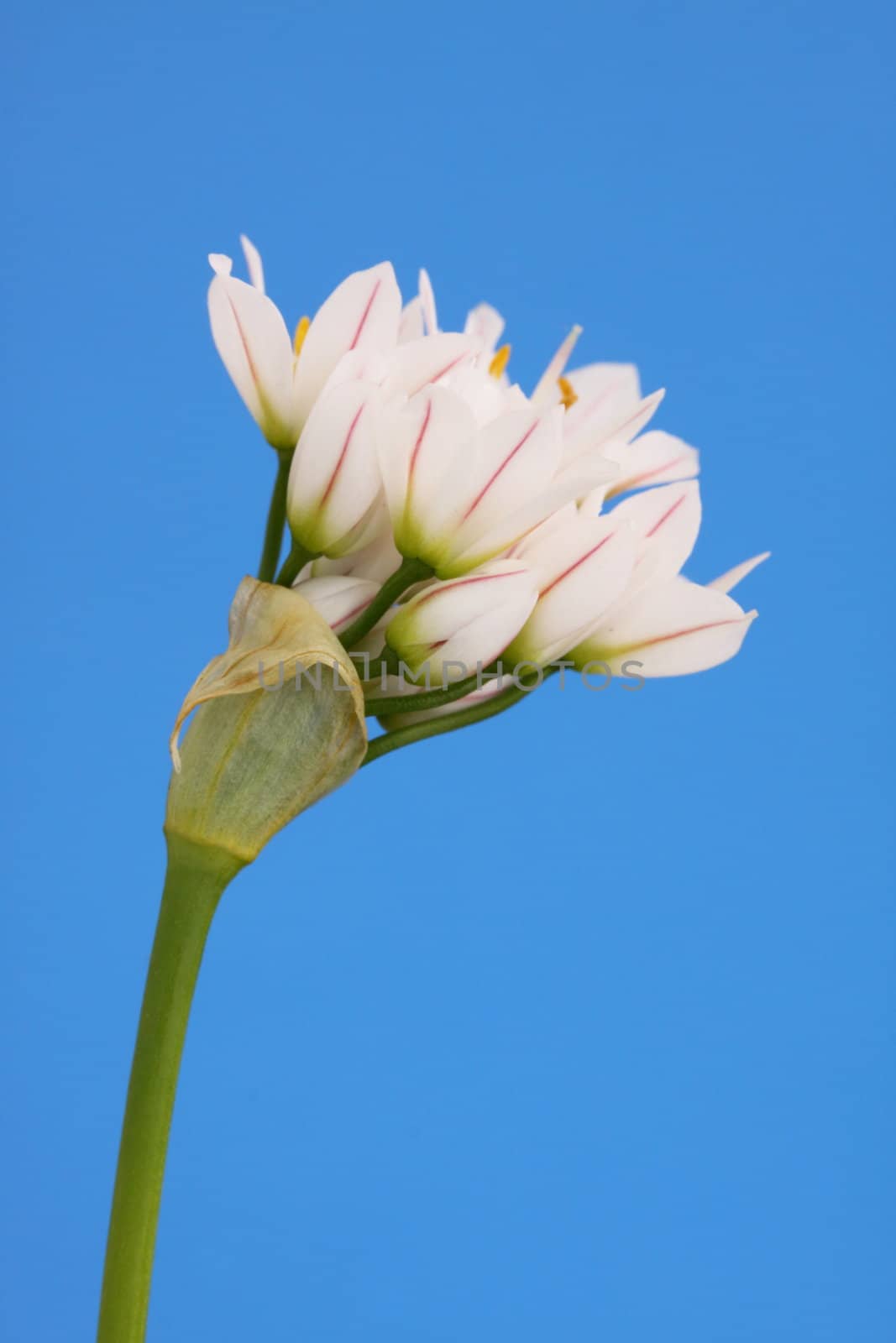 wild garlic in flower