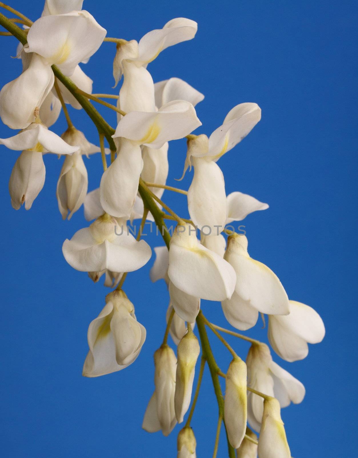 wisteria