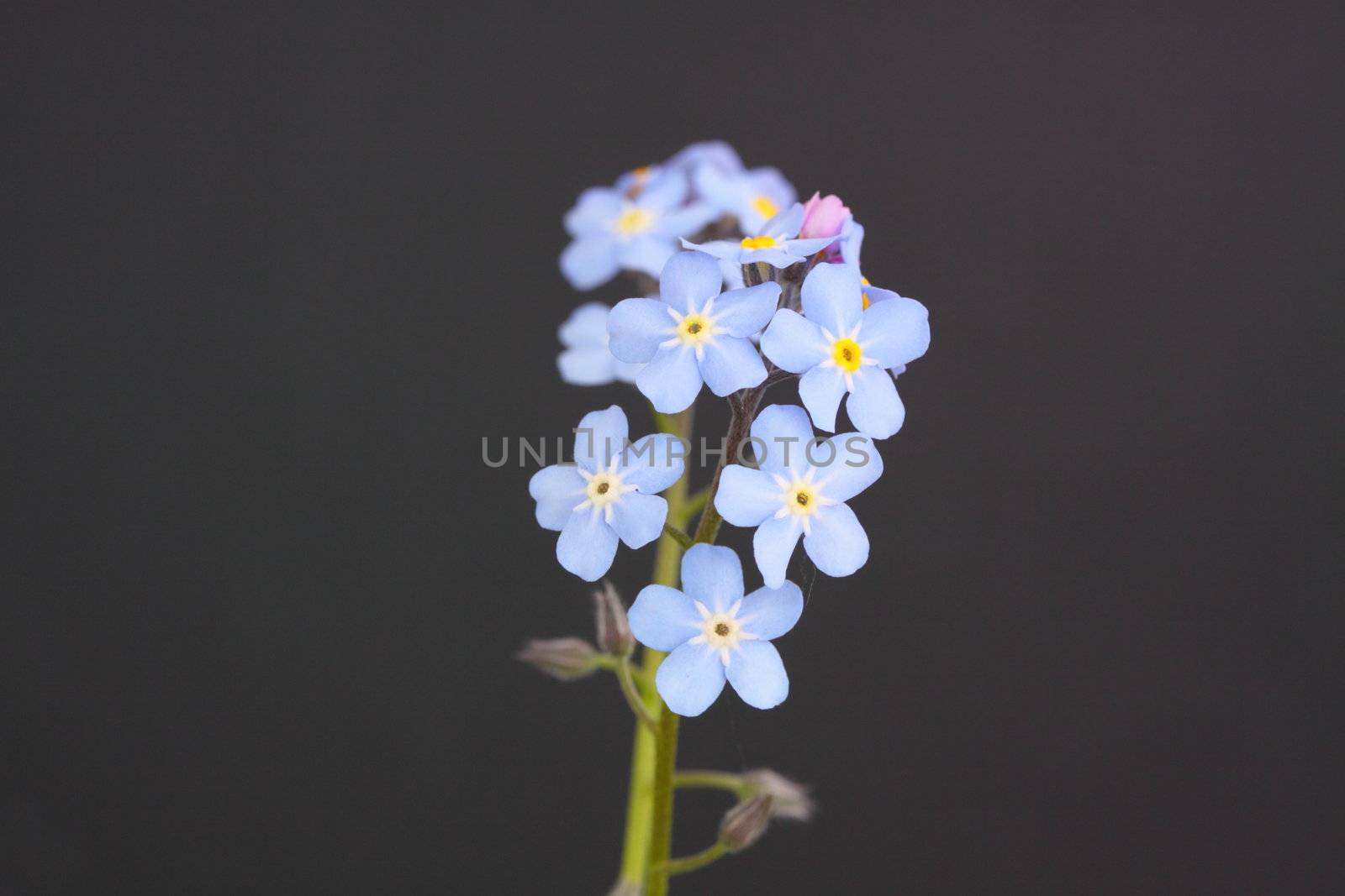 forget me not